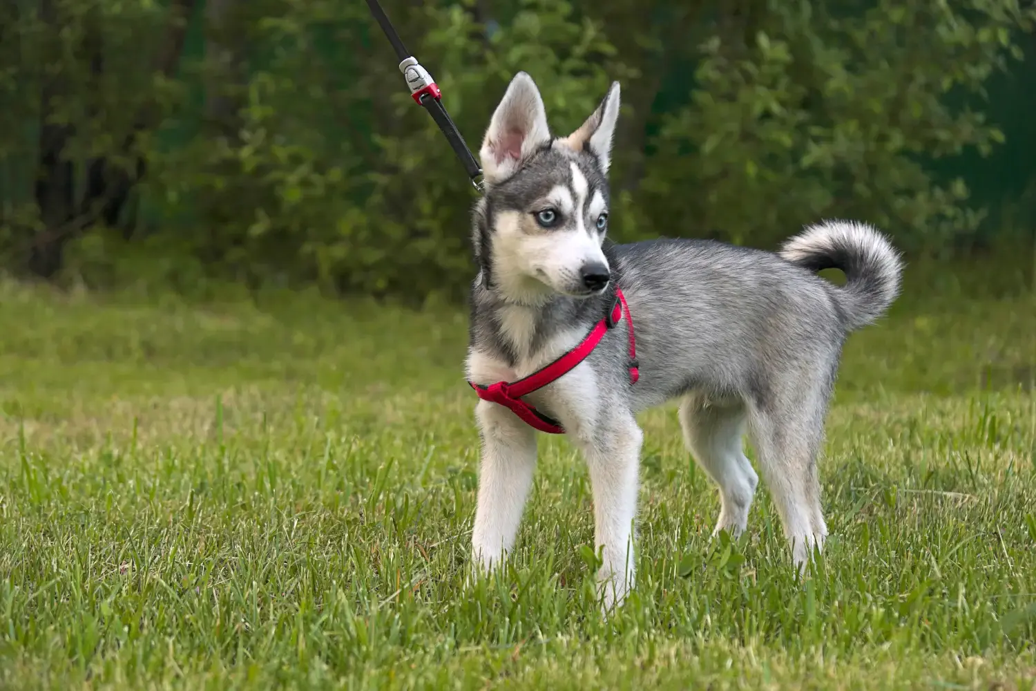 Read more about the article Alaskan Clover Kai breeder