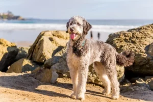 Read more about the article Aussiedoodle breeder