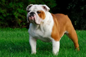 Read more about the article English Bulldog Breeder