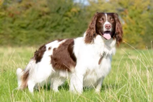 Read more about the article English Springer Spaniel Breeder