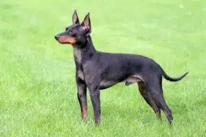 Read more about the article English Toy Terrier Breeder