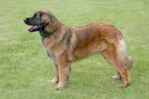 Read more about the article Leonberger breeder