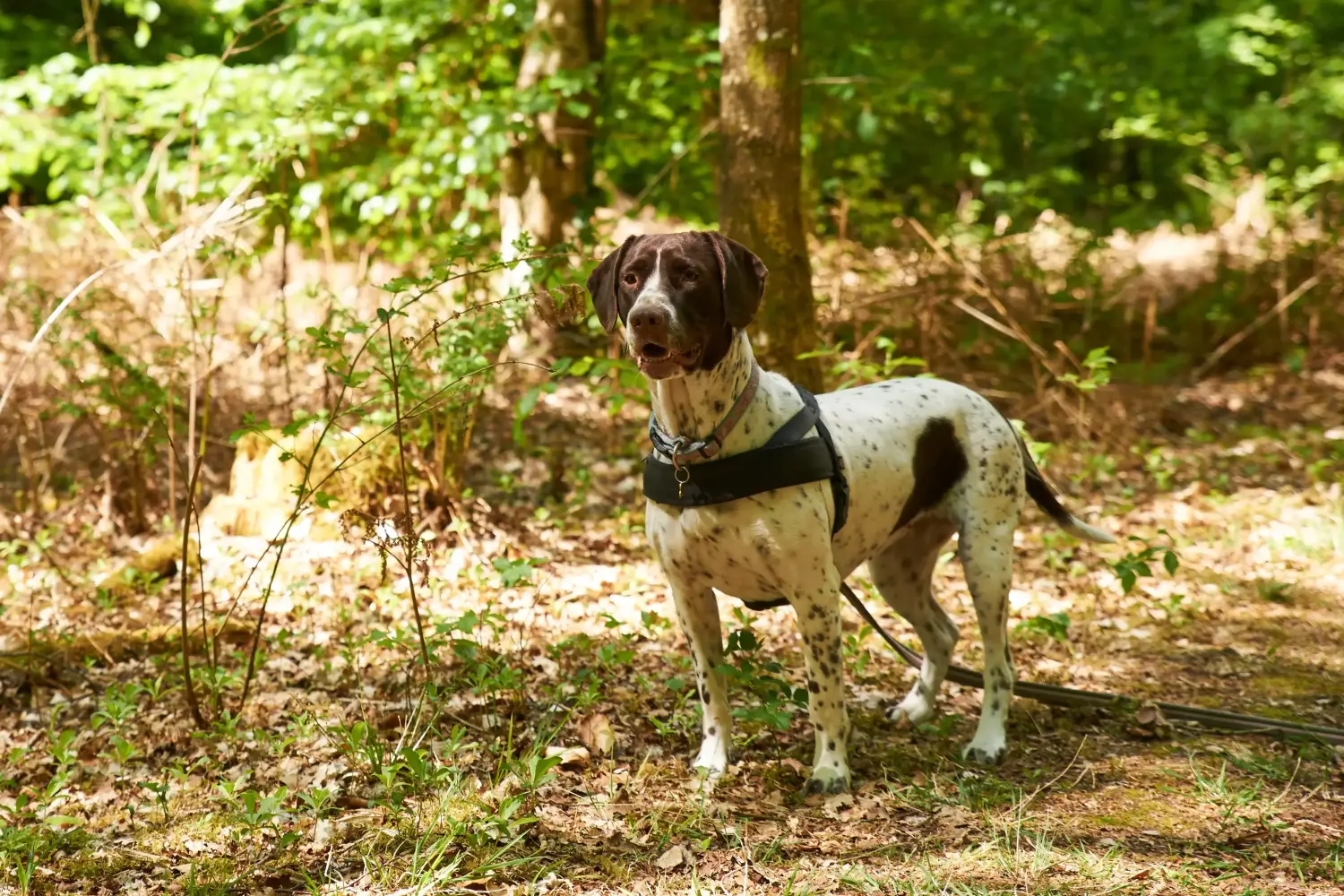 Read more about the article Old Danish Pointing Dog Breeder