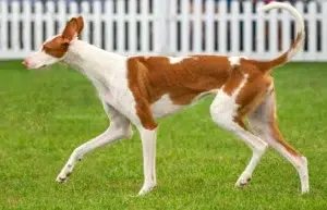 Read more about the article Podenco breeder