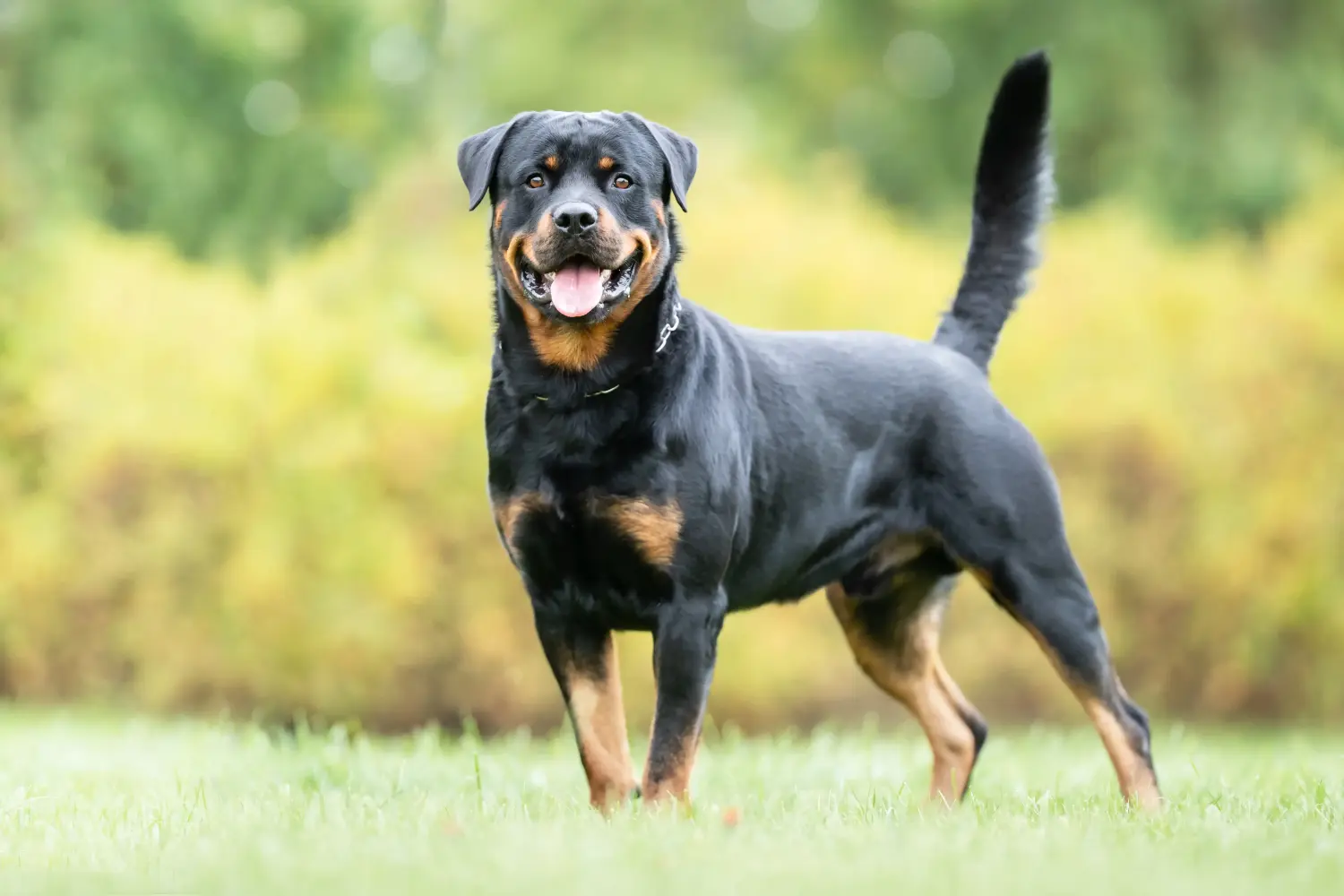 Read more about the article Rottweiler breeder