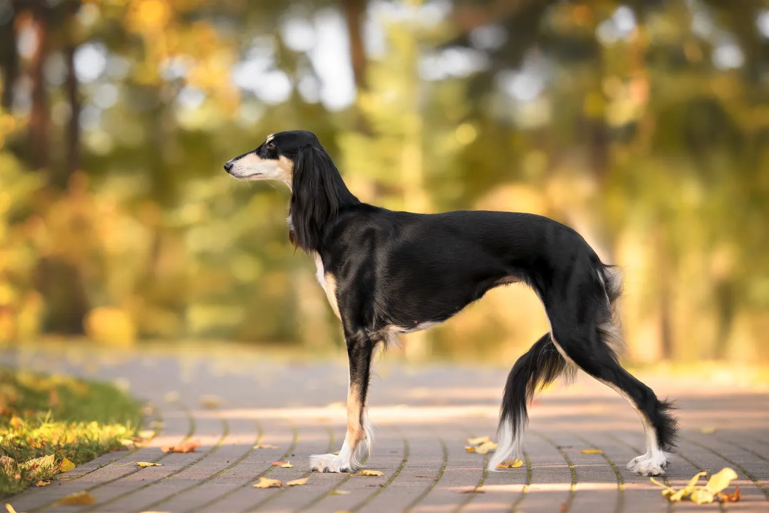 Read more about the article Saluki breeder