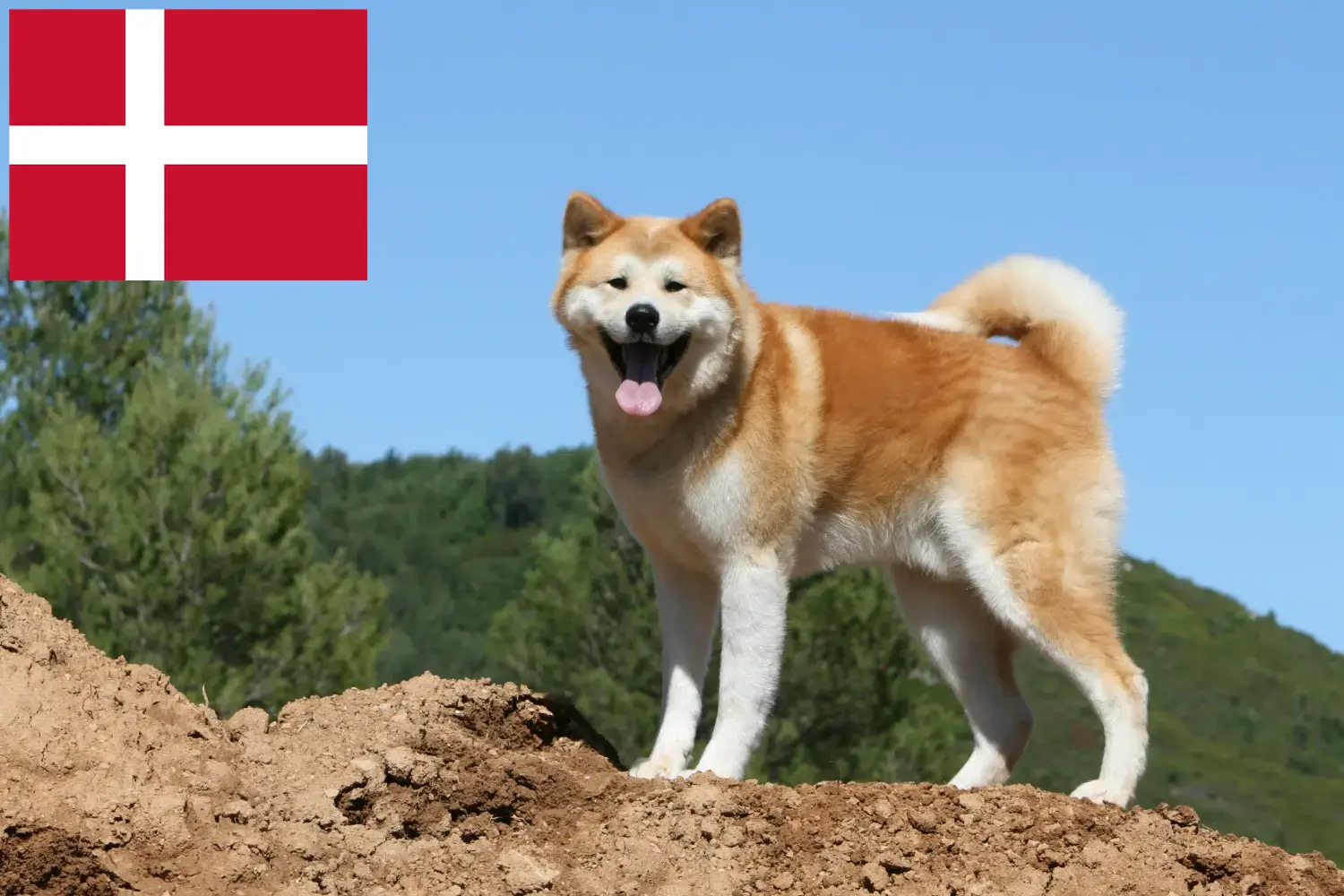 Read more about the article Akita breeders and puppies in Denmark