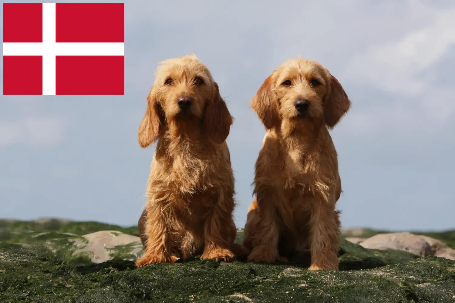 Read more about the article Basset fauve de Bretagne breeders and puppies in Denmark