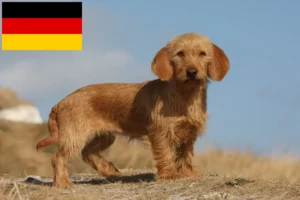 Read more about the article Basset fauve de Bretagne breeders and puppies in Germany