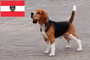 Read more about the article Beagle breeders and puppies in Austria