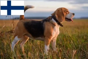 Read more about the article Beagle breeders and puppies in Finland