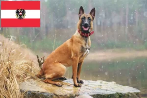 Read more about the article Belgian Shepherd Dog Breeder and Puppies in Austria