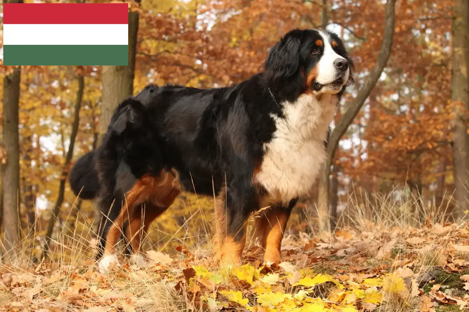 Read more about the article Bernese Mountain Dog Breeder and Puppies in Hungary