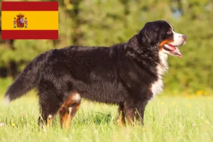 Read more about the article Bernese Mountain Dog Breeder and Puppies in Spain