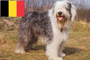 Read more about the article Bobtail breeders and puppies in Belgium