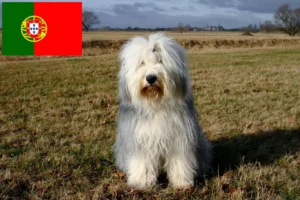 Read more about the article Bobtail breeders and puppies in Portugal