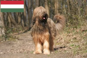 Read more about the article Briard breeders and puppies in Hungary