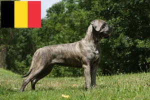 Read more about the article Cane Corso Italiano breeders and puppies in Belgium