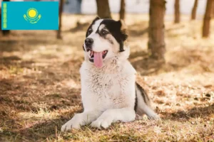 Read more about the article Central Asian Shepherd Dog Breeder and Puppies in Kazakhstan