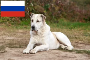 Read more about the article Central Asian Shepherd Dog Breeder and Puppies in Russia