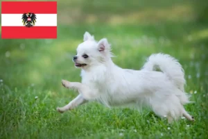 Read more about the article Chihuahua breeders and puppies in Austria