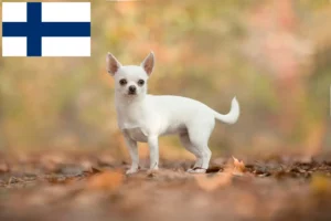 Read more about the article Chihuahua breeders and puppies in Finland