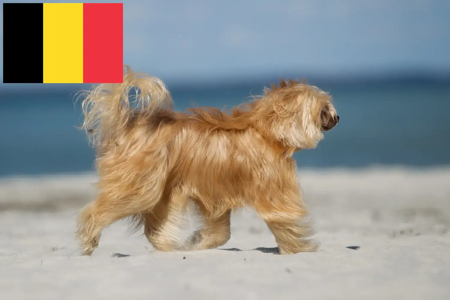 Read more about the article Chinese Crested Dog breeders and puppies in Belgium