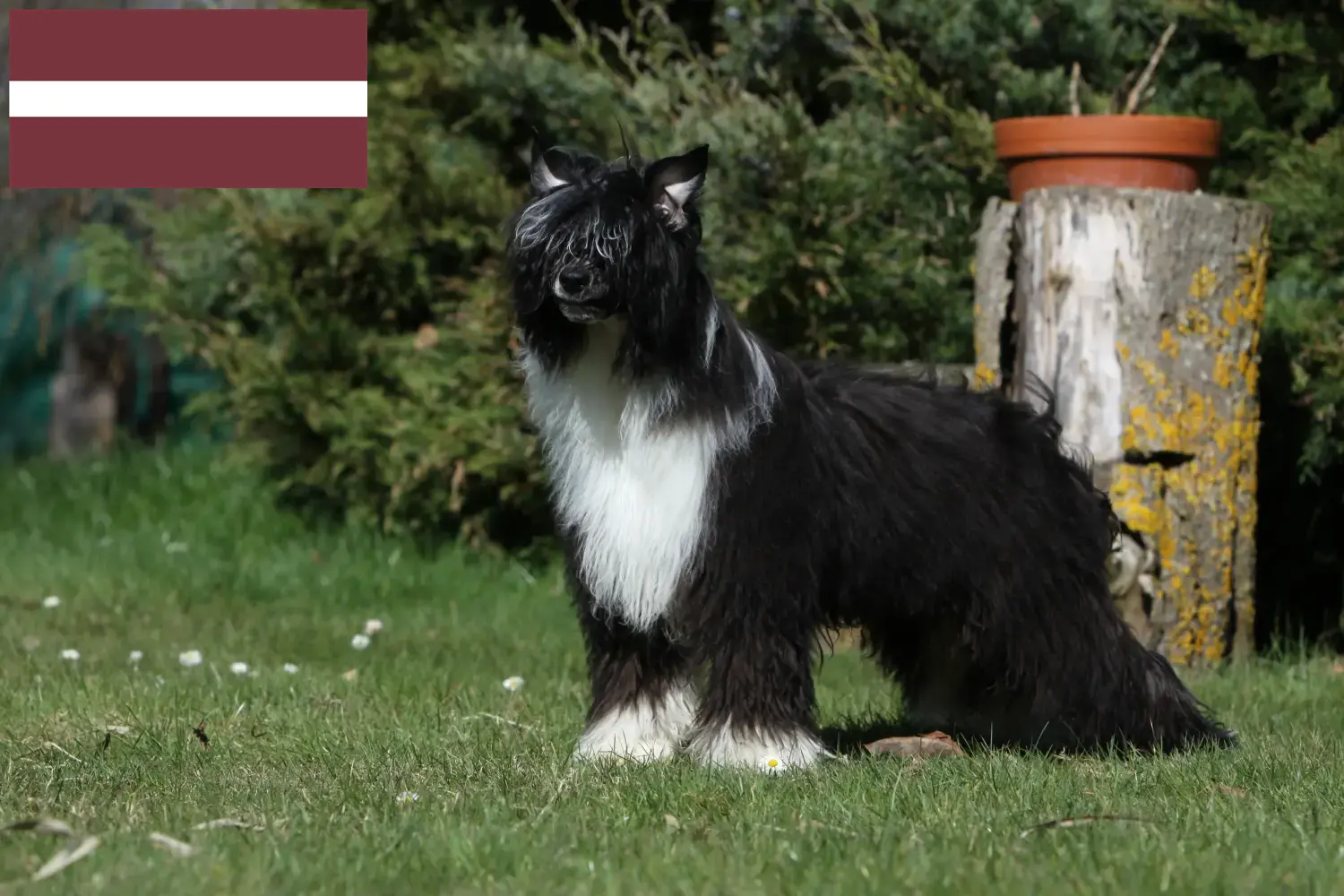 Read more about the article Chinese Crested Dog breeders and puppies in Latvia