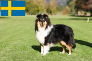 Read more about the article Collie breeders and puppies in Sweden