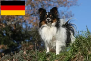 Read more about the article Continental Dwarf Spaniel breeders and puppies in Germany