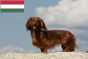 Read more about the article Dachshund breeders and puppies in Hungary