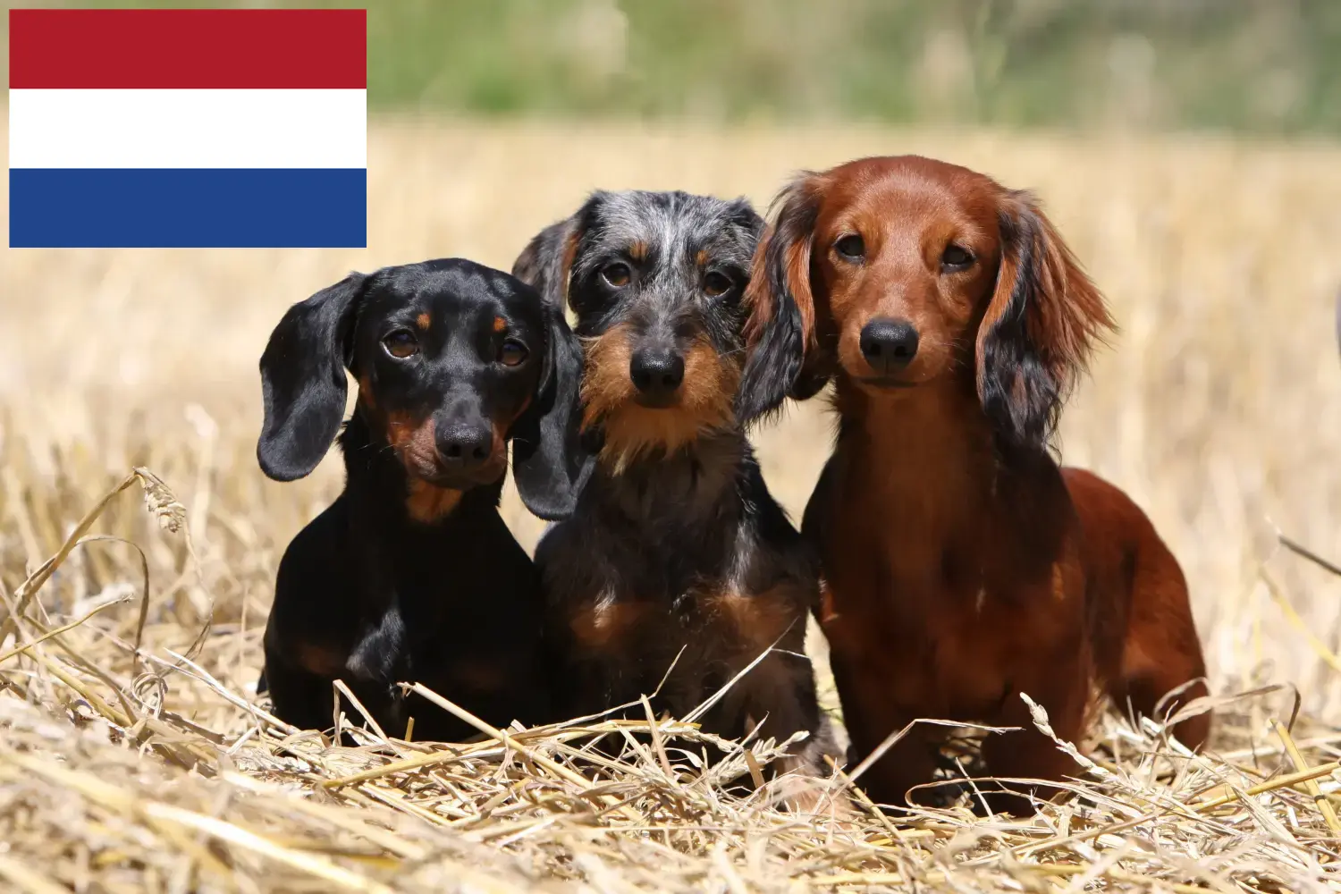 Read more about the article Dachshund breeders and puppies in the Netherlands