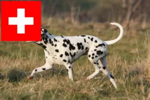 Read more about the article Dalmatian breeders and puppies in Switzerland