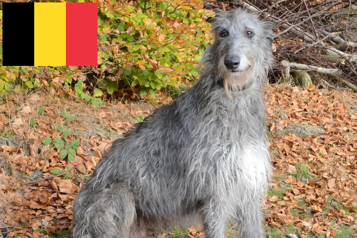 Read more about the article Deerhound breeders and puppies in Belgium