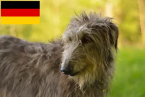 Read more about the article Deerhound breeders and puppies in Germany