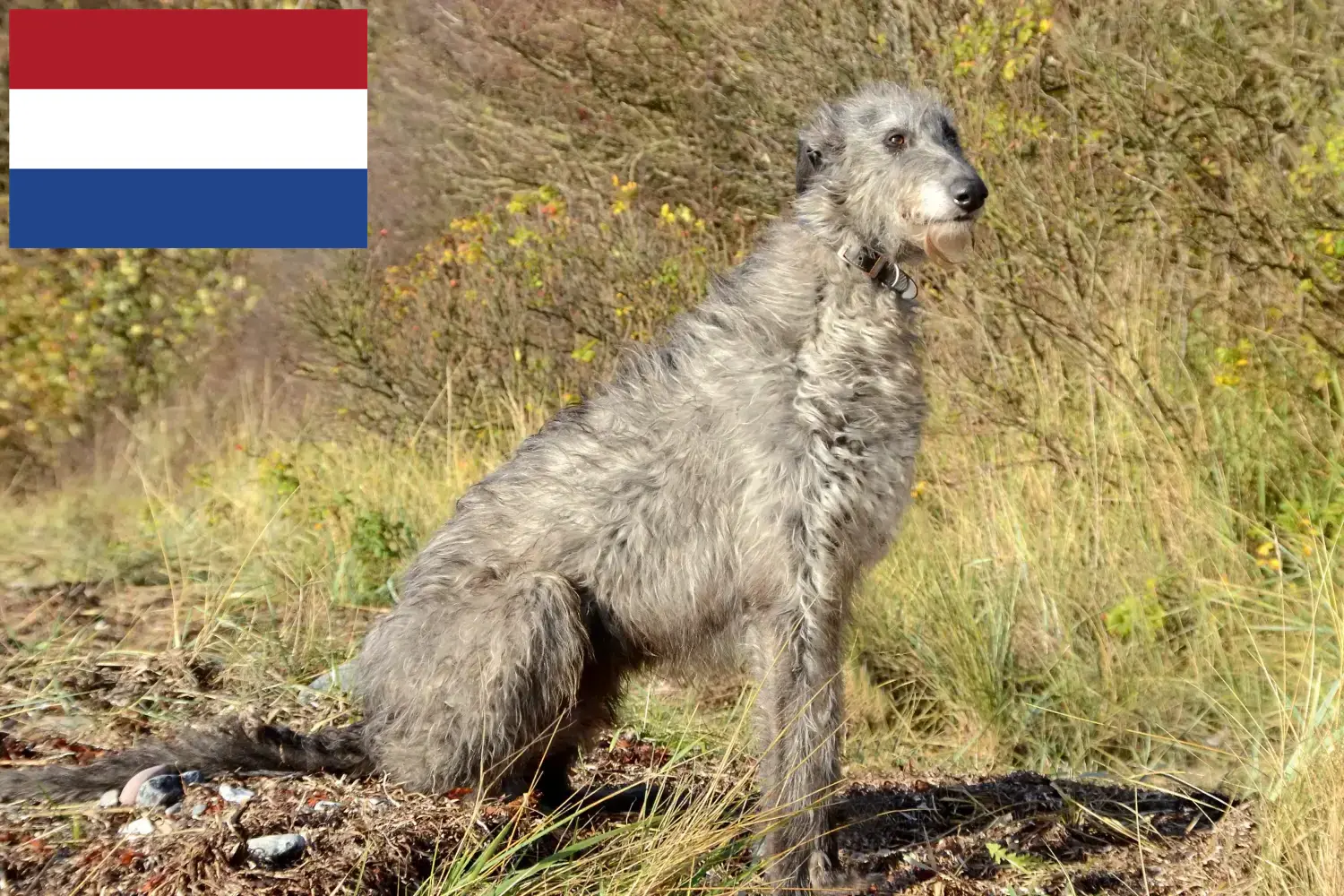 Read more about the article Deerhound breeders and puppies in the Netherlands