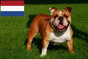 Read more about the article English Bulldog breeders and puppies in the Netherlands