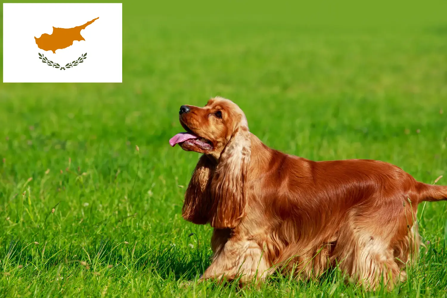 Read more about the article English Cocker Spaniel breeders and puppies in Cyprus