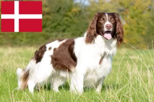 Read more about the article English Springer Spaniel breeders and puppies in Denmark