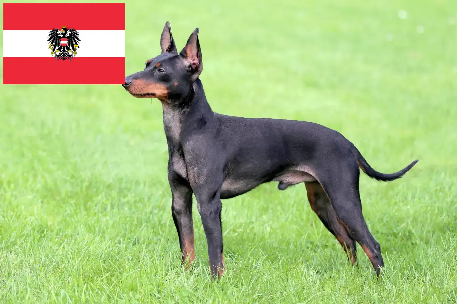 Read more about the article English Toy Terrier breeders and puppies in Austria