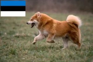 Read more about the article Eurasier breeders and puppies in Estonia