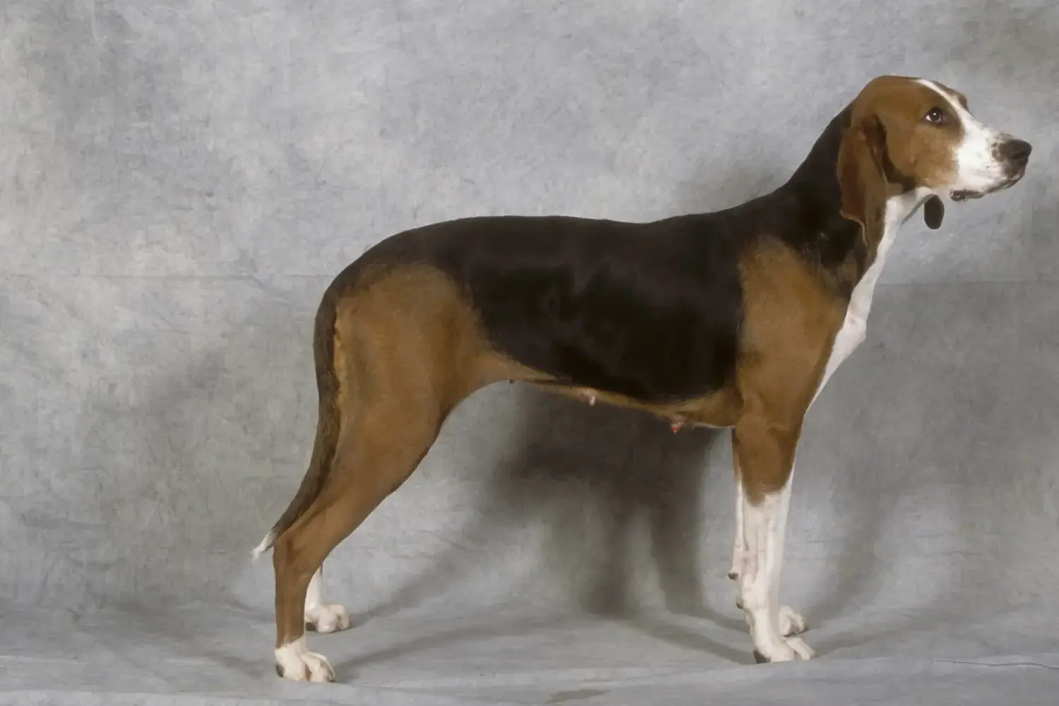 Read more about the article Finnish hound breeder