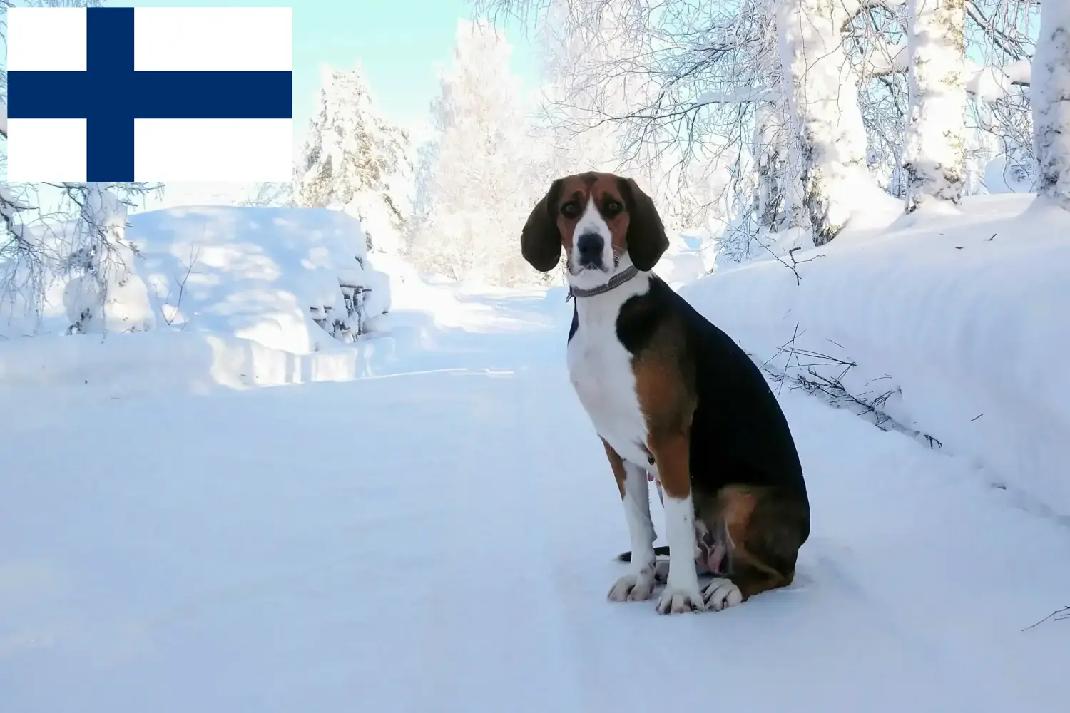 Read more about the article Finnish hound breeders and puppies in Finland