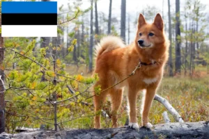 Read more about the article Finnspitz breeders and puppies in Estonia