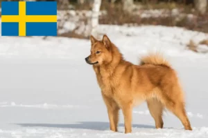 Read more about the article Finnspitz breeders and puppies in Sweden