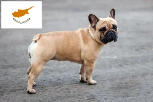 Read more about the article French Bulldog breeders and puppies in Cyprus