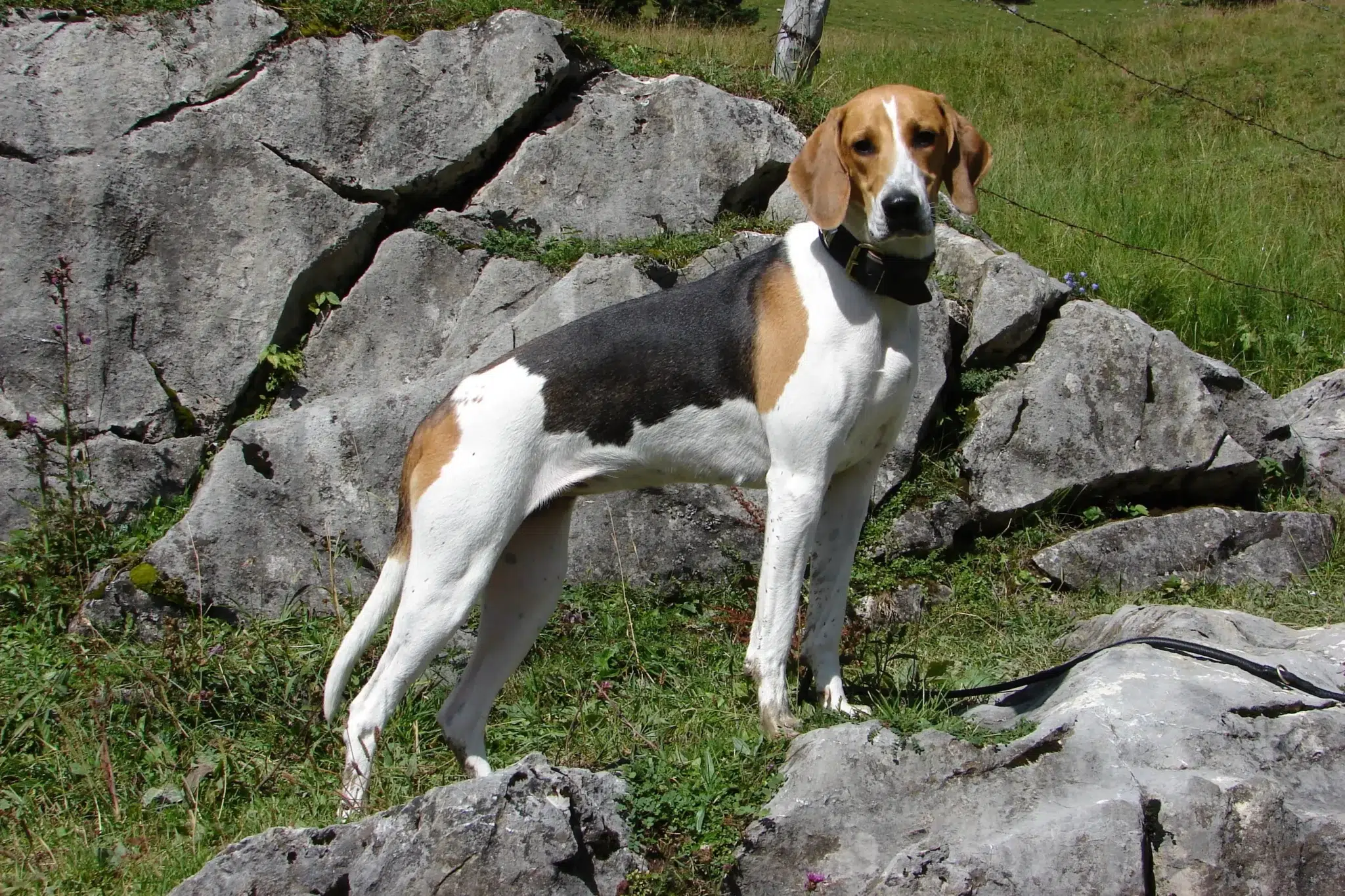 Read more about the article French hound breeder