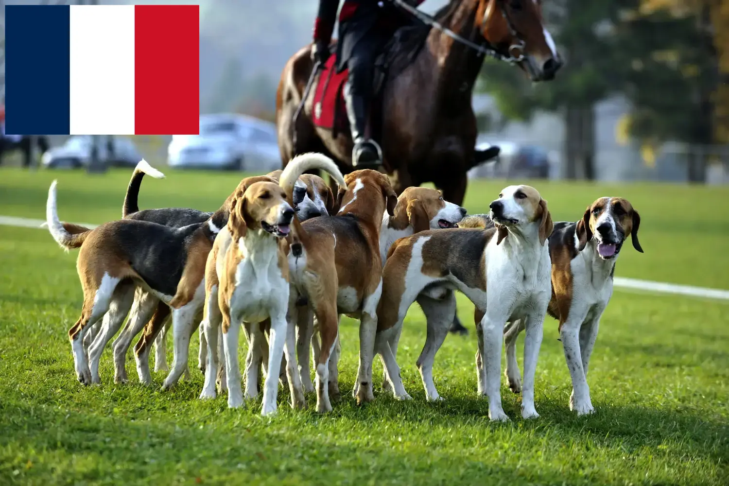 Read more about the article French hound breeders and puppies in France