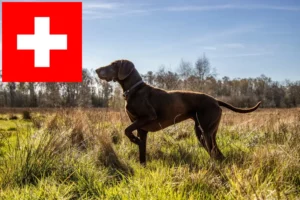 Read more about the article German Shorthair breeders and puppies in Switzerland