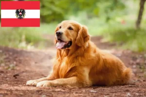 Read more about the article Golden Retriever breeders and puppies in Austria